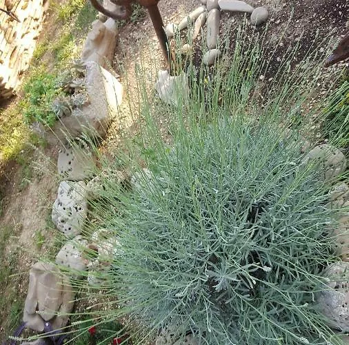 Babic Rituals Apartment